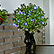 christmas, xmas, tree, decorating, decorate, festive