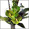 corporate, events, business, flowers, function, conference